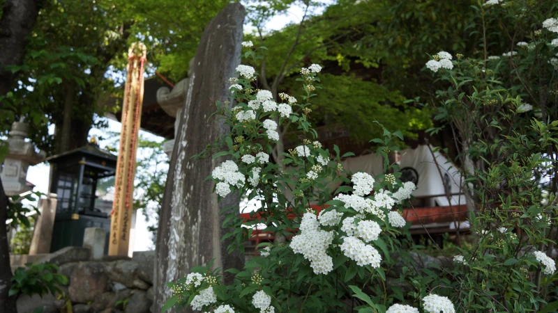 秩父札所第十七番定林寺コデマリの画像