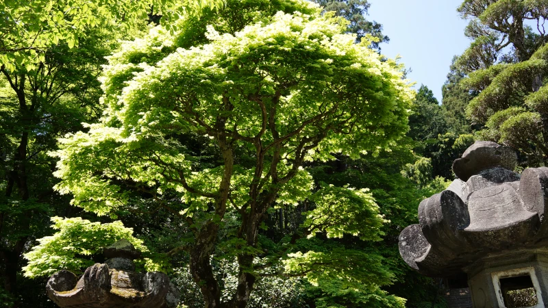 秩父札所第三十番法雲寺の画像