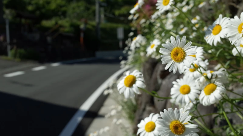 札所第1番から2番巡礼道コスモスの画像