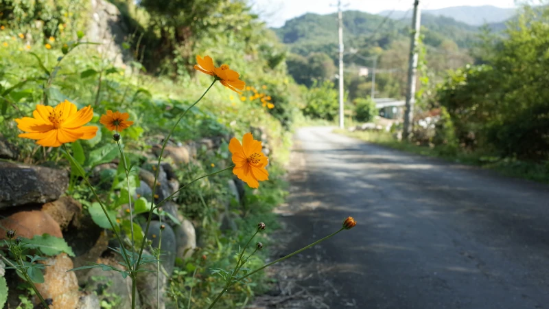 札所第1番から2番巡礼道コスモスの画像