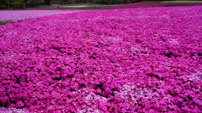 秩父の羊山公園で咲きそろう芝桜の風景。色とりどりの花が一面に広がり、丘の斜面に描かれる模様と春の明るい雰囲気が伝わる