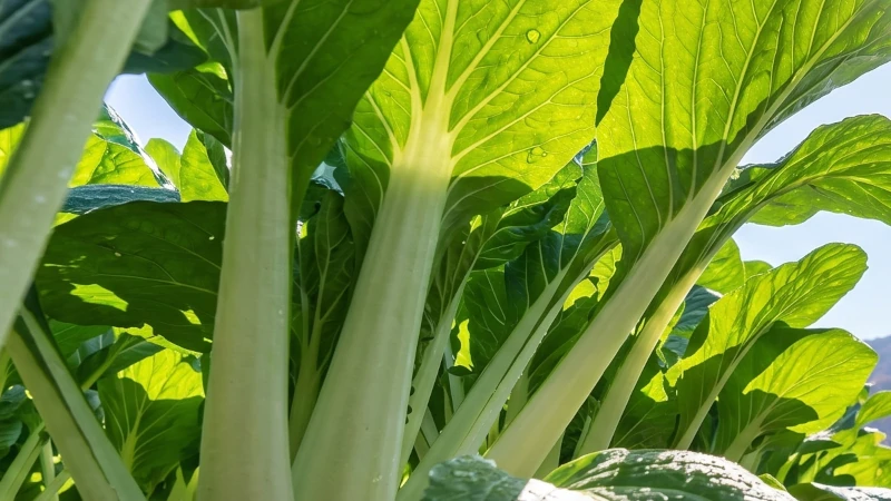 秩父の郷土食・しゃくし菜の畑をイメージしたもの。青空を背景に、朝露が残る大きな葉を裏側からごく近くでとらえ、光を透かしてきらめくみずみずしさが伝わる一枚
