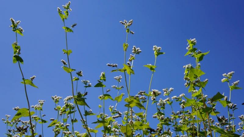 秩父巡礼道の中間地点（約45km）で撮影した蕎麦の花。青空を背景に下から見上げる構図で、白い小さな花が空に向かって軽やかに咲き、巡礼道の途中らしい開放感が伝わる一枚