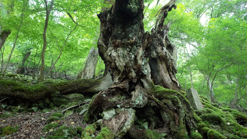 三峯神社参拝の日表参道老古木の画像