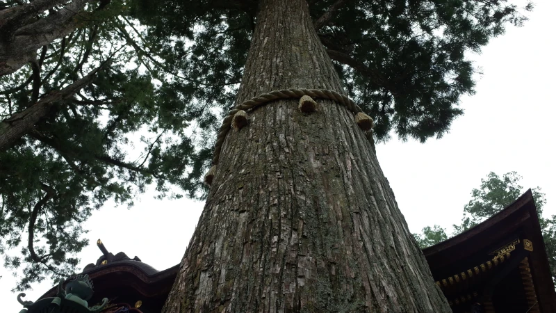 三峯神社参拝の日御神木の画像