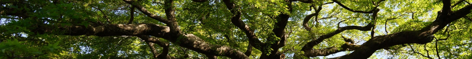 秩父札所の第8番札所となっている、清泰山西善寺の山門画像