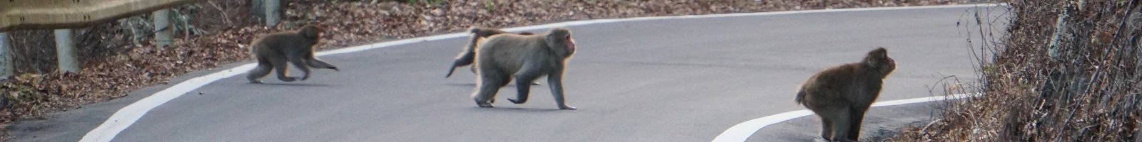 秩父市定峰で撮影した、県道を横断するサルの親子の様子。道路を渡る親ザルと、その後ろをついていく子ザルが写り、周囲の山道の雰囲気も見える