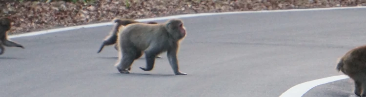 秩父市定峰の県道をサルの親子が横断している場面を写した写真。親ザルの後ろを子ザルが続いて渡っている様子が強調されている