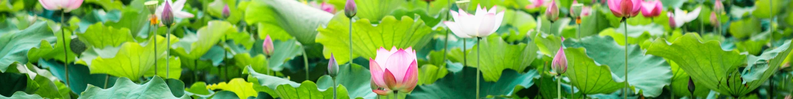 秩父札所への供花として蓮の花の画像