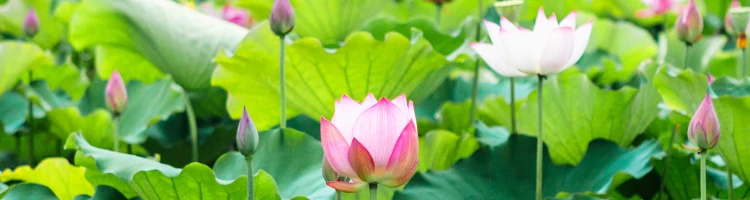 秩父札所への供花として蓮の花のモバイル用画像