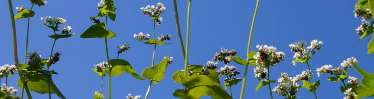 管理人のページ蕎麦の花モバイル用画像