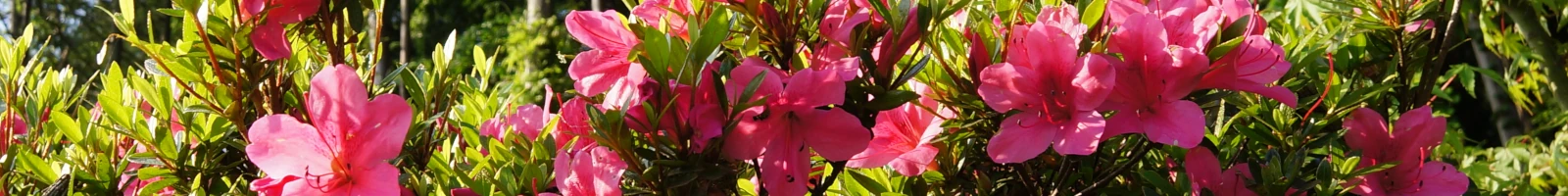 秩父札所への供花としてサツキの花画像