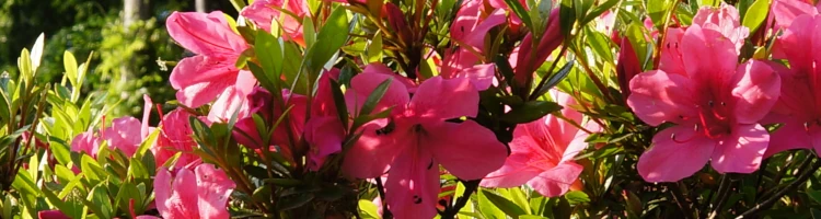 秩父札所への供花としてサツキの花モバイル用画像