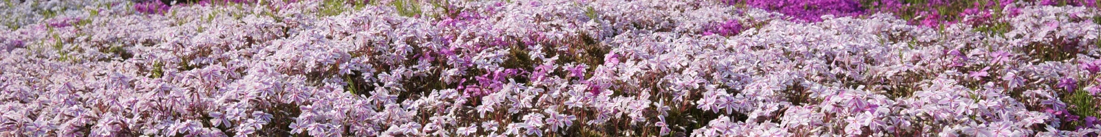 芝桜の画像