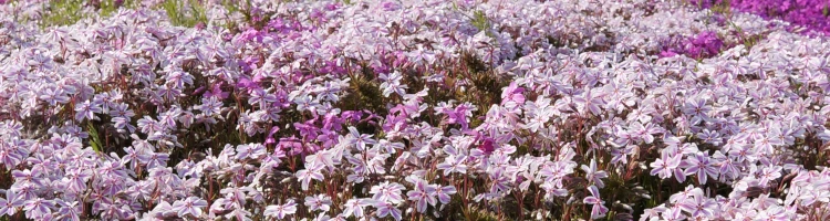 芝桜のモバイル用画像