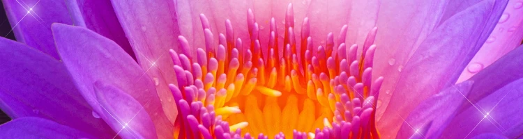 秩父札所への供花として蓮の花のモバイル用画像
