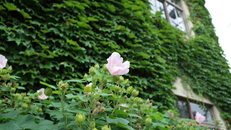 秩父神社参拝の日参道の花の画像