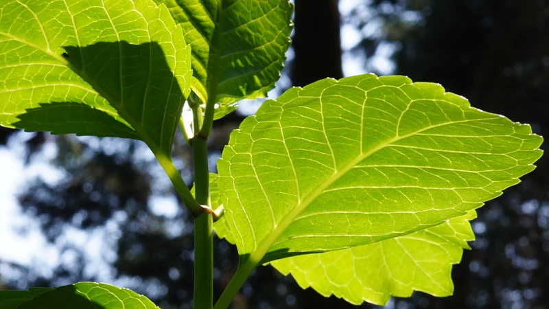 巡礼の途中、森の中で太陽の光に透けた葉の裏側の美しさを撮影した写真。緑の葉が光を受けて輝き、静かな森の空気が伝わる