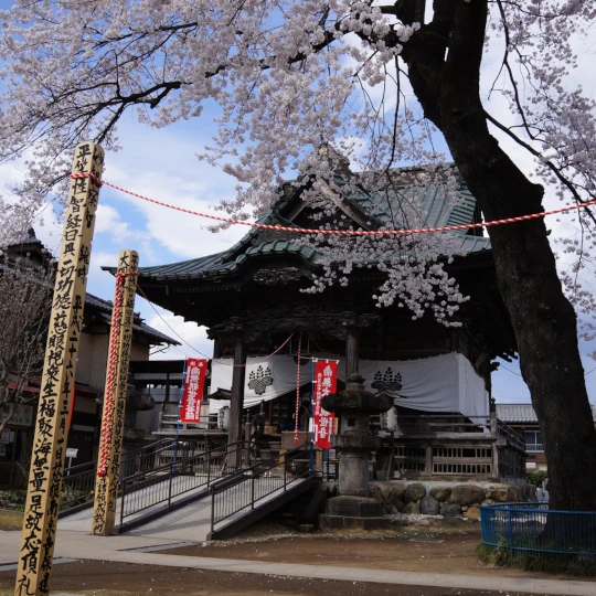 秩父札所第13番・旗下山慈眼寺の観音堂前に咲く満開の桜を撮影した全景。参拝時に現地で撮影した静かな境内の春の様子