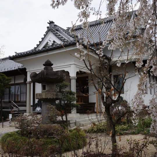 秩父札所第15番・母巣山少林寺の漆喰塗りの観音堂と境内に咲く桜を撮影した全景。参拝時に現地で撮影した静かな境内の様子